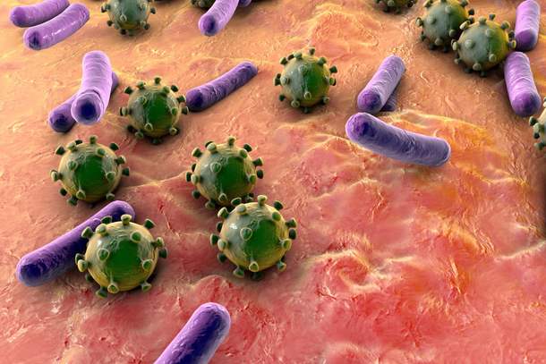 Могут ли в микроорганизмах существовать микробы