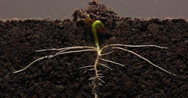 Откуда семена «знают», в каком направлении нужно расти