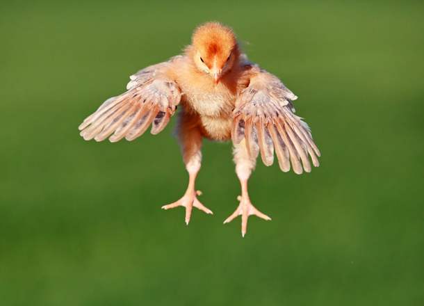 Почему цыплята имеют крылья, но не летают