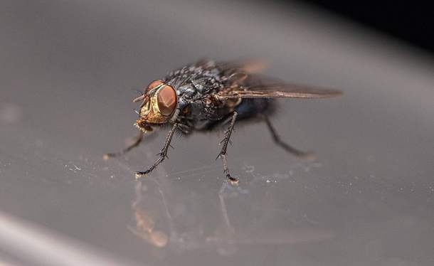 Почему мухи летят на плохой запах