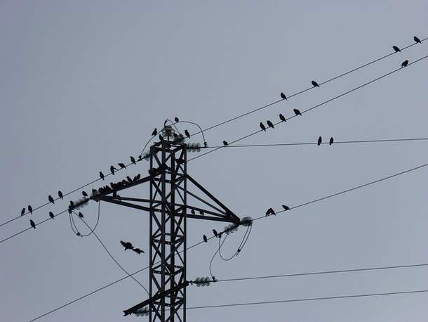 Почему птицы, сидящие на линии электропередач, не погибают от электричества