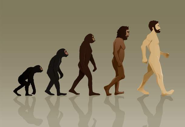 Вымирание человечества повлияло бы на эволюцию обезьян