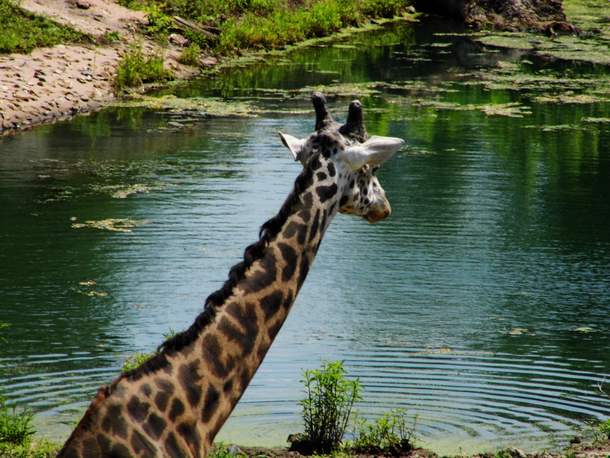 Жирафы плавают